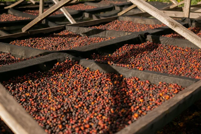 From Washed to Wild: How Coffee Processing Methods Shape Every Note in Your Cup