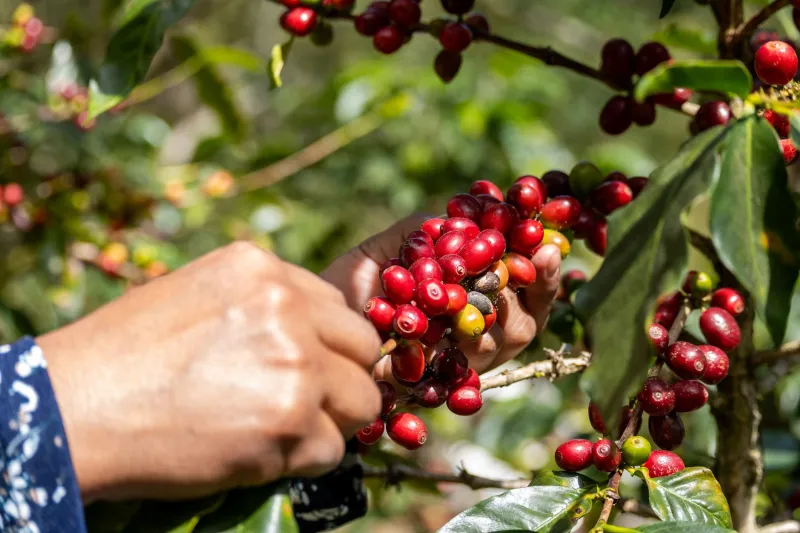 Reading Between the Labels: What Coffee Farmers Actually Mean When They Talk About Transparency