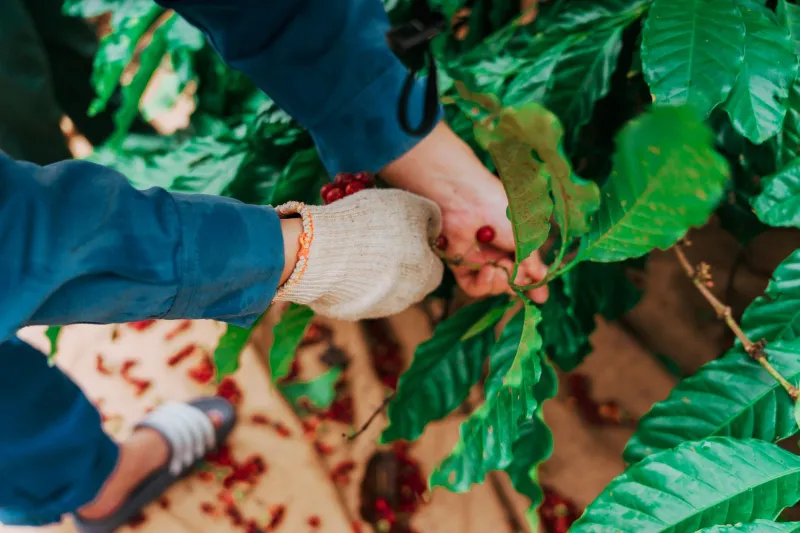 From Hillside to Cup: The Farmers and Friendships That Define Maruyama's Single-Origin Sourcing
