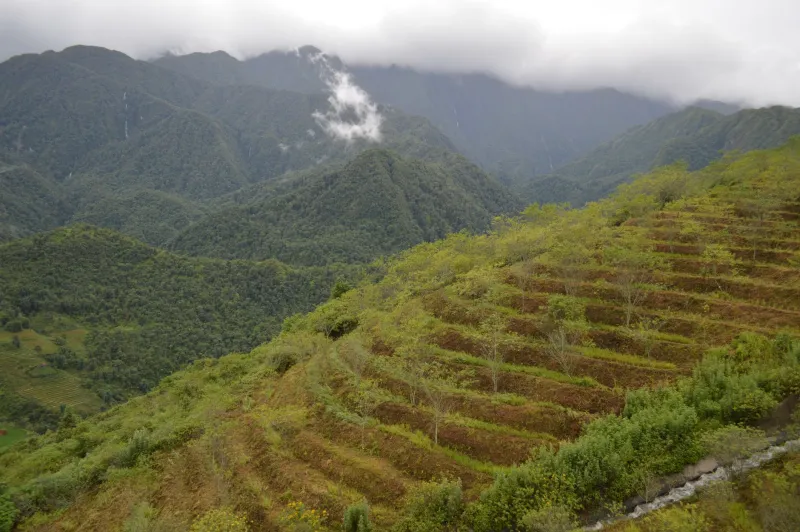 Soil, Sky, and Elevation: Decoding the Geography Behind Every Exceptional Cup